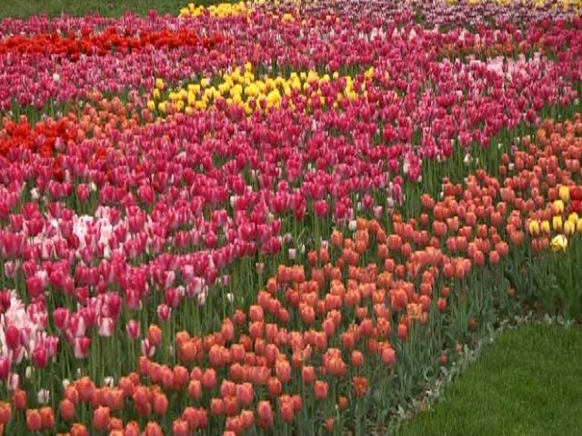На Співочому полі в Києві — щорічна виставка тюльпанів На Співочому полі в Києві — щорічна виставка тюльпанів