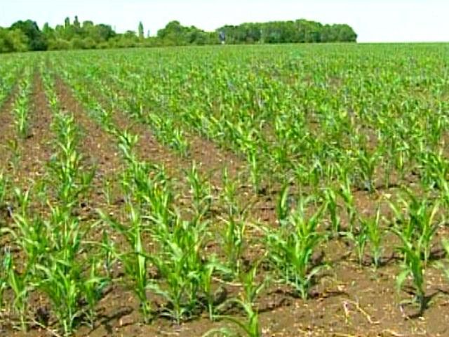 Потеря урожая риса в Крыму не отразится на ценах в Украине