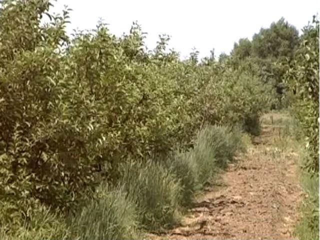 На закладку новых садов выделят 100 млн гривен На закладку новых садов выделят 100 млн гривен