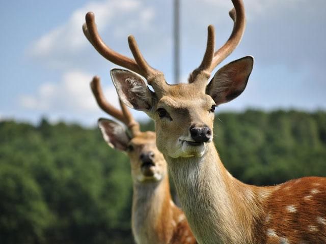 Януковичу мешали жить двое пятнистых оленей (Документы) Януковичу мешали жить двое пятнистых оленей (Документы)