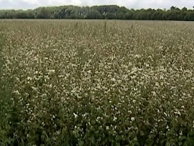 Орендувати ділянку можна буде на кілька десятків років, – Держземагентство Орендувати ділянку можна буде на кілька десятків років, – Держземагентство