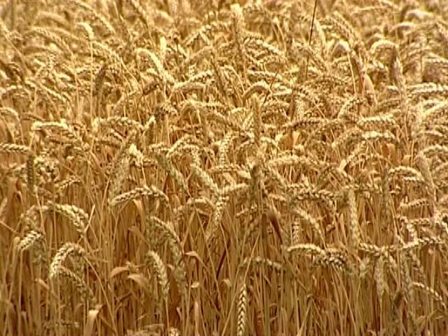 Спрощена реєстрація землі лише на папері: черги надалі залишаються , — сільгоспвиробники Спрощена реєстрація землі лише на папері: черги надалі залишаються , — сільгоспвиробники