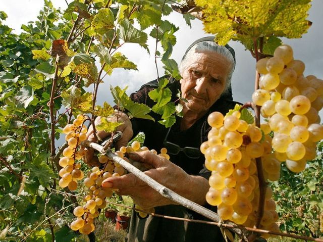 Грузія відновлює експорт овочів і фруктів у Росію