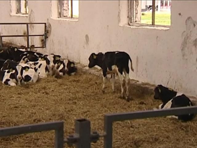 Через Росію українські молочники втратили 150 мільйонів гривень Через Росію українські молочники втратили 150 мільйонів гривень