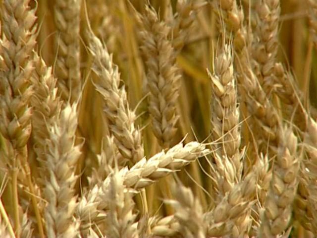 Україна у цьому році збере 60 млн тонн зернових Україна у цьому році збере 60 млн тонн зернових