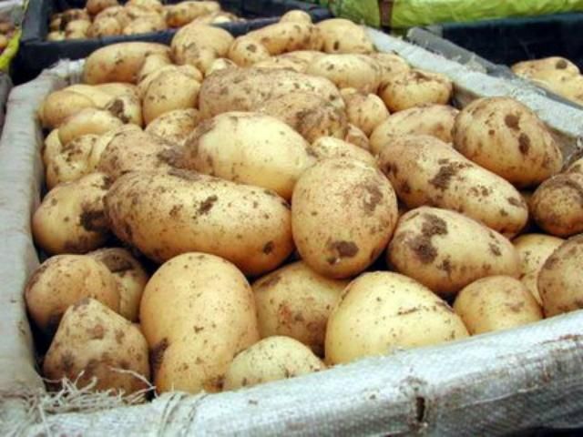 Россия временно ограничит ввоз украинского картофеля