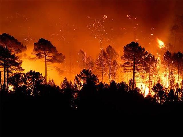 На Херсонщині майже півтисячі людей гасили лісову пожежу