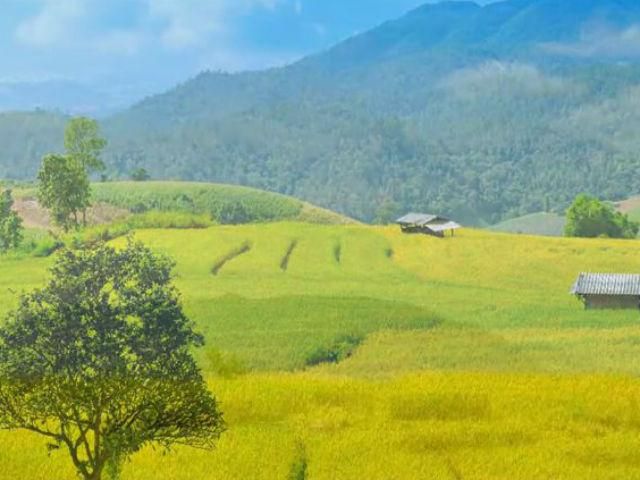 Чудеса мира: Экскурсия на рисовые поля Таиланда