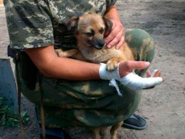 Собака тричі врятувала життя прикордоннику з “Довжанського” Собака тричі врятувала життя прикордоннику з “Довжанського”