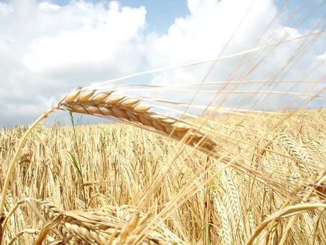 Запаси зерна в Україні скоротилися на 20%, — Держстат