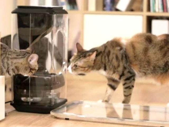 Тайваньские разработчики представили "умную" кормушку для кошек