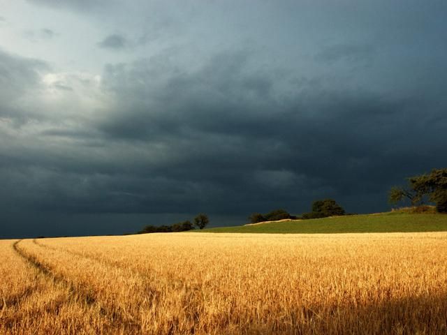 В результате действий террористов пропадает урожай В результате действий террористов пропадает урожай