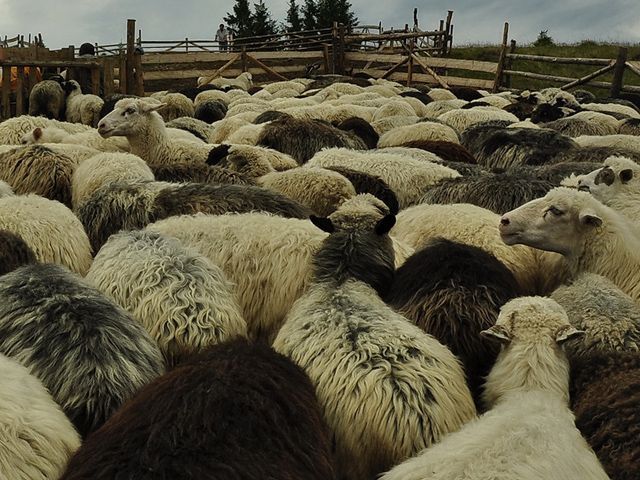 Террористы уже даже украинских овец перегоняют на территорию РФ