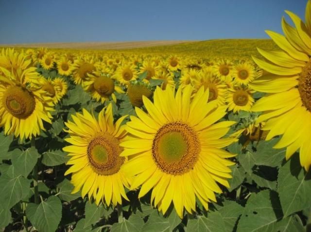 Россільгоспнагляд невдоволений українським соняшником та кукурудзою