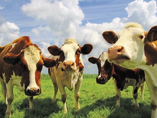 Росія заборонила імпорт яловичини з Румунії