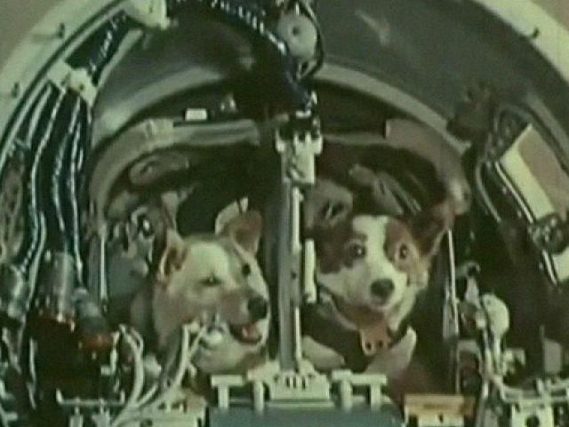 День в истории. 54 года назад собаки Белка и Стрелка отправились на орбиту Земли