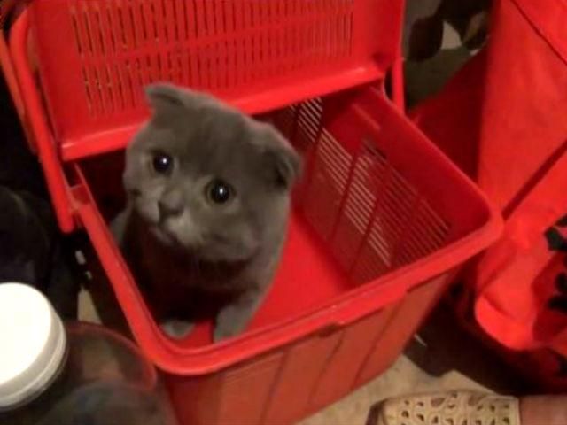 Жителі Макіївки використовують підвали як бомбосховища (Відео) Жителі Макіївки використовують підвали як бомбосховища (Відео)