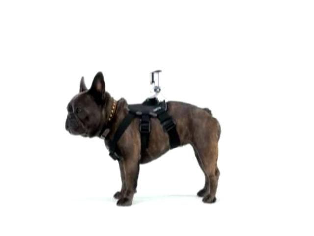 Выпустили систему креплений, которые позволяют прицепить к спине собаки экшн-камеру