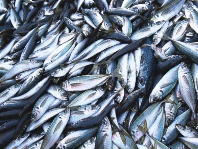 Один из крупнейших рыбных заводов России требует отменить эмбарго