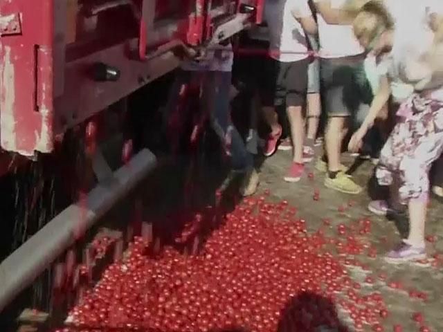 Нідерландці билися помідорами проти овочевого ембарго РФ (Відео)