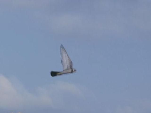 Нідерландські науковці створили роботів-соколів та орлів Нідерландські науковці створили роботів-соколів та орлів