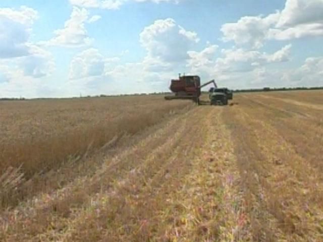 Украина в этом году соберет около 60 миллионов тонн зерна