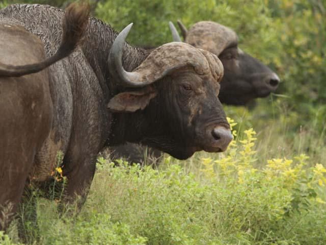 За останні 40 років у світі стало вдвічі менше диких тварин За останні 40 років у світі стало вдвічі менше диких тварин