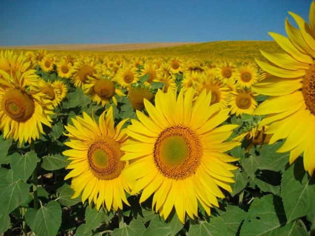 Россия крадет из Донецкой области семена подсолнуха, — Швайка Россия крадет из Донецкой области семена подсолнуха, — Швайка