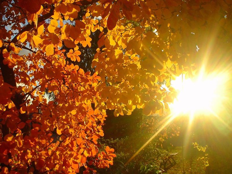 Сегодня в Украине будет солнечно Сегодня в Украине будет солнечно