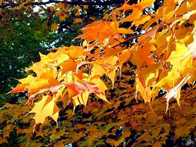 Сьогодні в Україні потепліє - 9 жовтня 2014 - Телеканал новин 24 Сьогодні в Україні потепліє - 9 жовтня 2014 - Телеканал новин 24