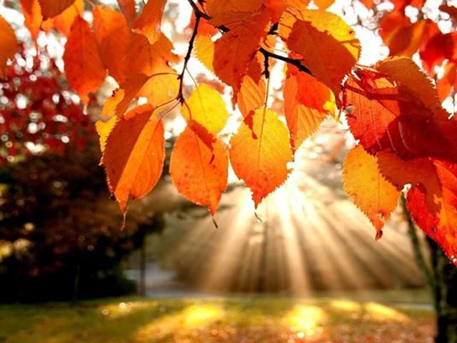 Сьогодні в Україну прийде бабине літо Сьогодні в Україну прийде бабине літо