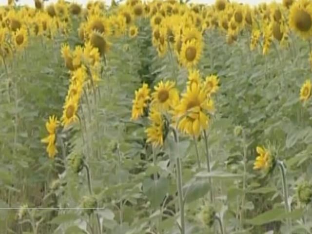 Україна збільшує присутність на світовому ринку соняшникової олії Україна збільшує присутність на світовому ринку соняшникової олії