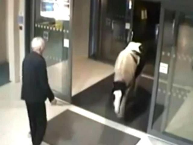 В Англии в полицейский участок зашел конь