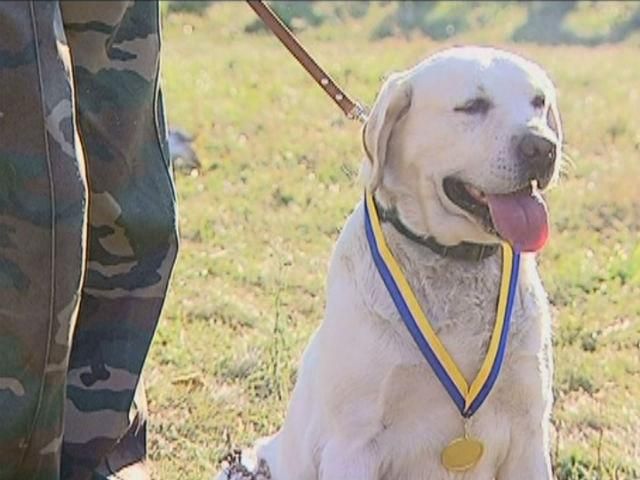 В Полтаве наградили лабрадора, который спасал жизни в зоне АТО В Полтаве наградили лабрадора, который спасал жизни в зоне АТО
