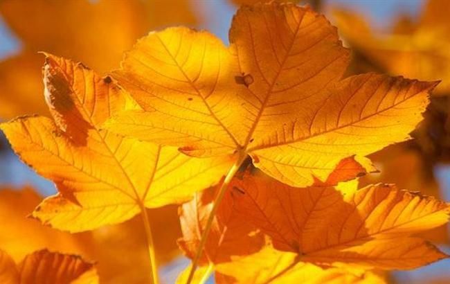 Сьогодні в Україні буде тепло та сухо Сьогодні в Україні буде тепло та сухо