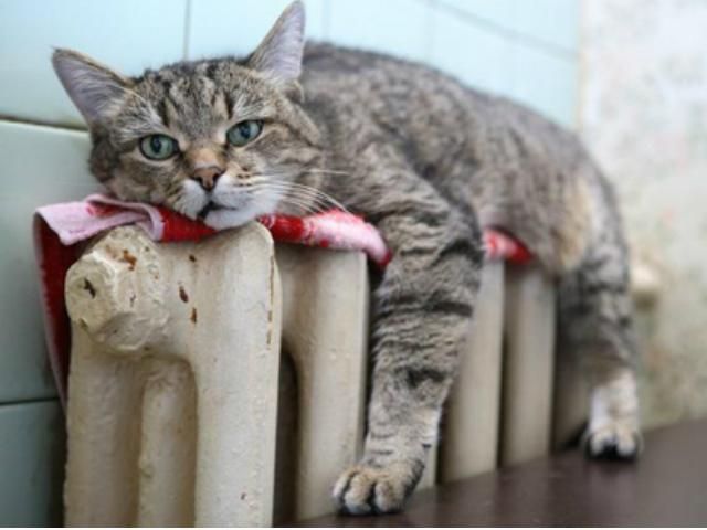 Вартість мазуту не впливатиме на "платіжки" киян взимку Вартість мазуту не впливатиме на "платіжки" киян взимку