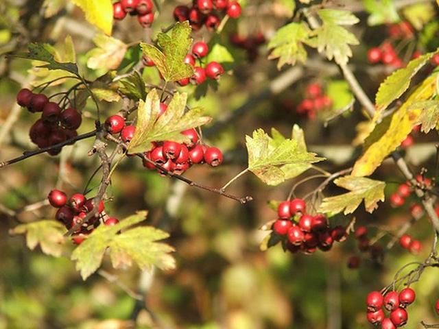 Неделя в Украине начнется потеплением, закончится похолоданием Неделя в Украине начнется потеплением, закончится похолоданием