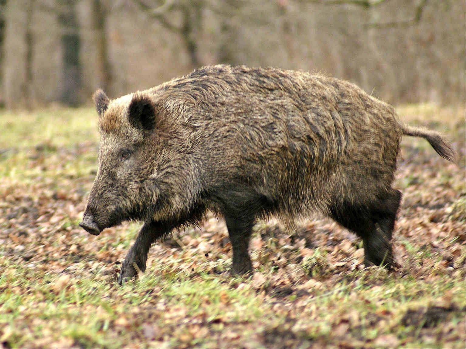В Черниговской области зафиксировали пятый случай африканской чумы свиней