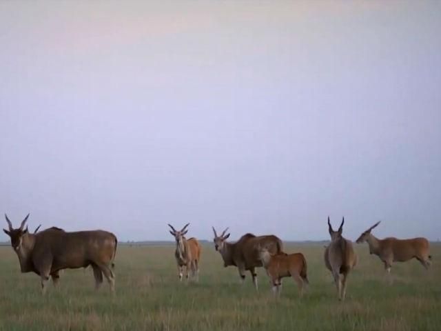 Путешествие по Украине. Аскания-Нова — крупнейшая заповедная степь Европы Путешествие по Украине. Аскания-Нова — крупнейшая заповедная степь Европы