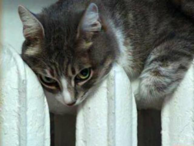 В правительстве согласовали начало отопительного периода В правительстве согласовали начало отопительного периода