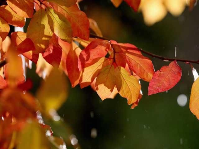 21 октября в Украине пройдут дожди 21 октября в Украине пройдут дожди