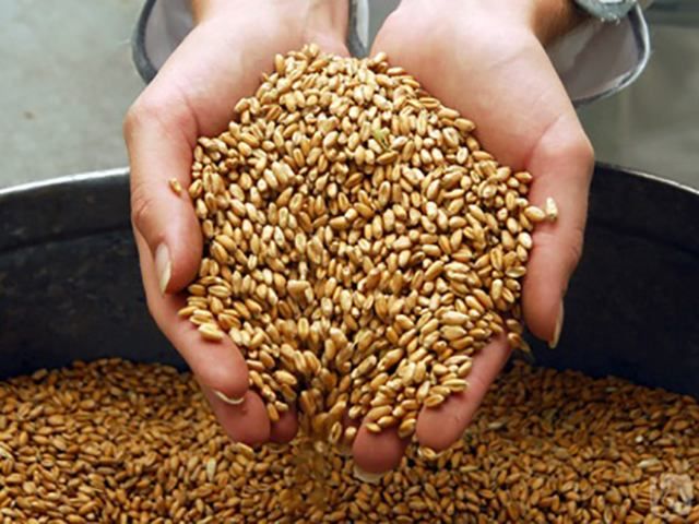 В этом году Украина соберет 63 млн тонн зерна — УАК