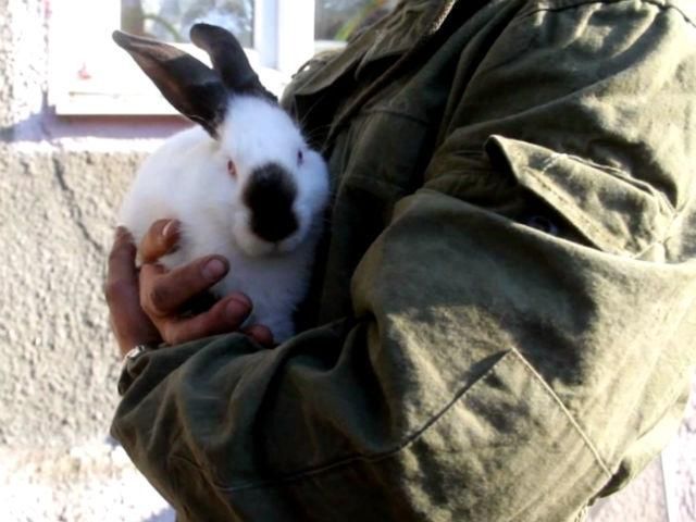 "Киборги" похвастались своими любимцами — крольчихой Белоснежкой и собакой Мухой "Киборги" похвастались своими любимцами — крольчихой Белоснежкой и собакой Мухой