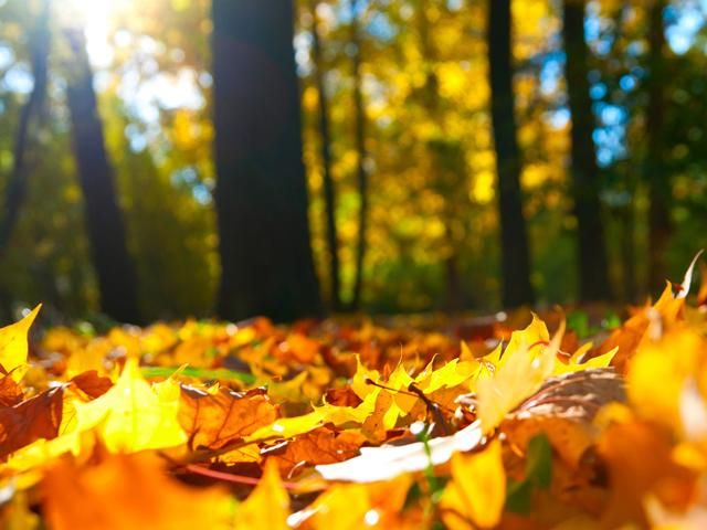 28 жовтня в Україні антициклон зумовить сонячну погоду 28 жовтня в Україні антициклон зумовить сонячну погоду