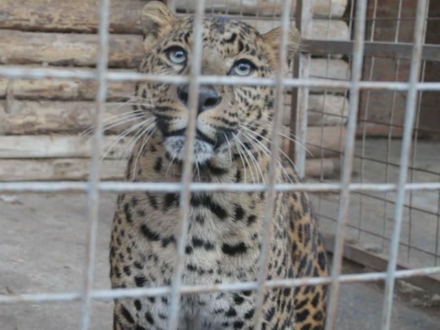 Единственный зоопарк в Донецкой области страдает от войны Единственный зоопарк в Донецкой области страдает от войны