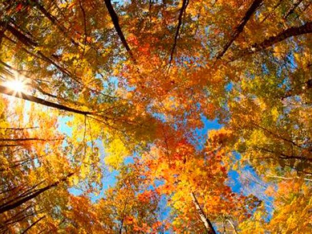 На вихідні в Україну прийде майже рекордне тепло На вихідні в Україну прийде майже рекордне тепло