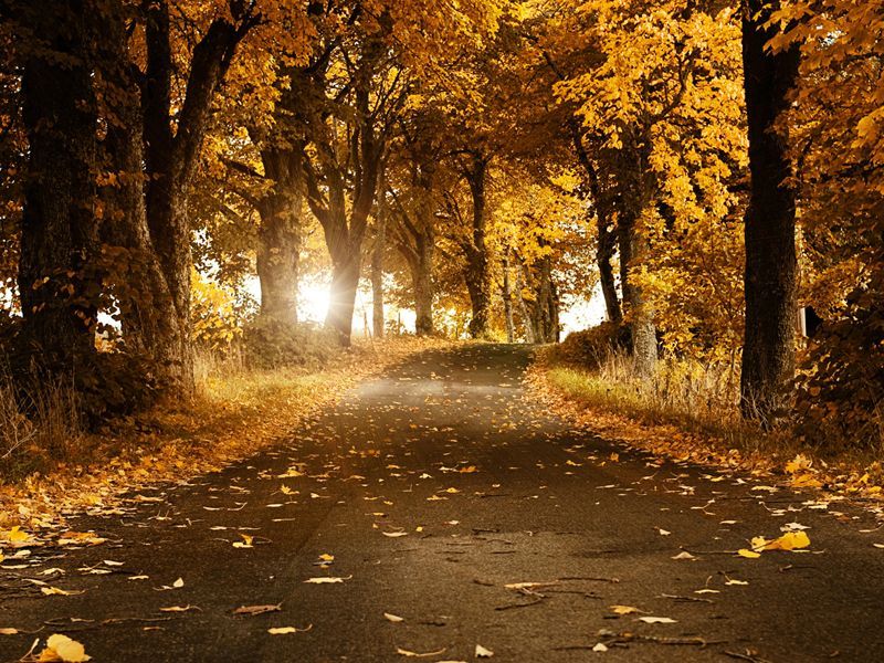 Сьогодні в Україні буде по-осінньому тепло, місцями дощі Сьогодні в Україні буде по-осінньому тепло, місцями дощі