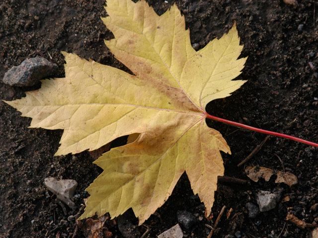Від сьогодні в Україні стане холодніше Від сьогодні в Україні стане холодніше