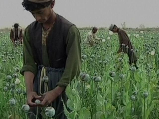 В Афганистане собрали рекордный урожай опиума (Видео)
