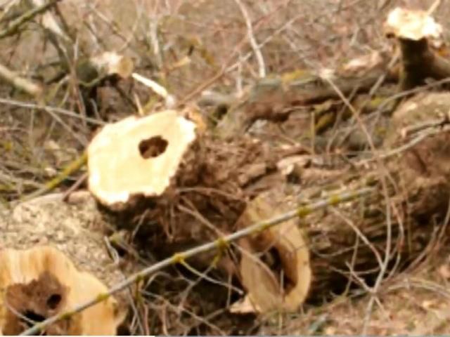 Одесити забезпечують сім'ї військових дровами Одесити забезпечують сім'ї військових дровами